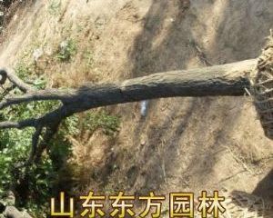 山東東方園林長(zhǎng)期供應(yīng)18公分白蠟