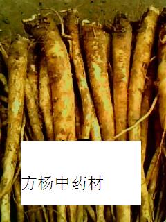 產(chǎn)地供應(yīng)帶皮干桔梗個(gè)，帶皮斜片，鮮桔梗，桔梗絲，桔梗種子，桔梗皮等各種規(guī)格的桔梗。