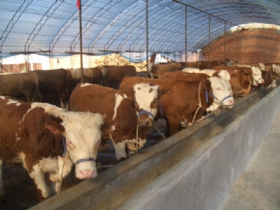 肉牛養殖利潤分析