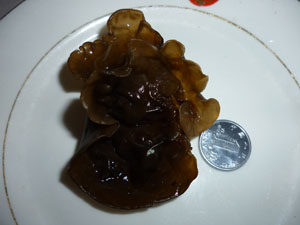 黑木耳價格｜今年黑木耳價格{zd1}，頭次采摘黑木耳，經濟實惠、企業庫