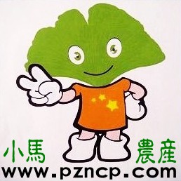 哪里銀杏樹價格 {zpy} 邳州小馬銀杏基地
