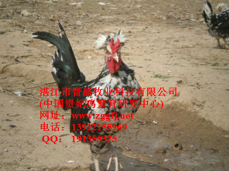 貴妃雞蛋 貴妃雞蛋批發 貴妃雞蛋營養